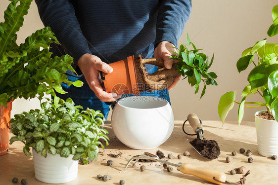 园艺在家种植男人搬图片