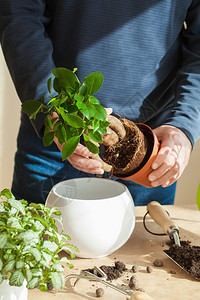 园艺在家种植男人搬图片