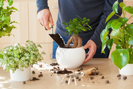 园艺在家种植男人搬图片