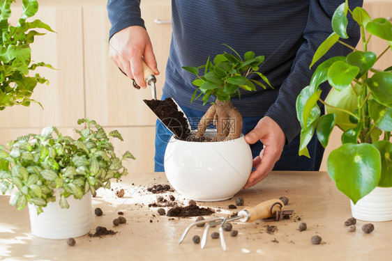 园艺在家种植男人搬图片