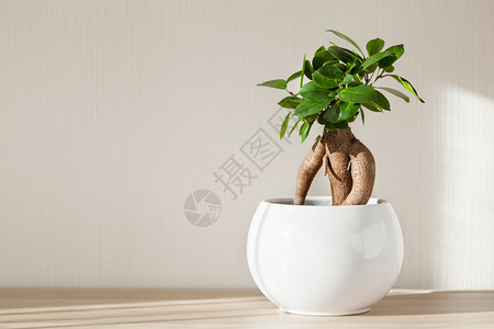 人参花图片 人参花素材 人参花高清图片 摄图网图片下载