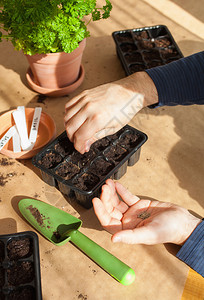 种植园艺在家里种植男人在发芽箱中播种子高清图片