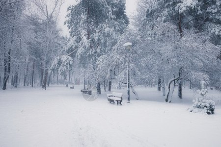 清晨冬季雪公园的班刀图片