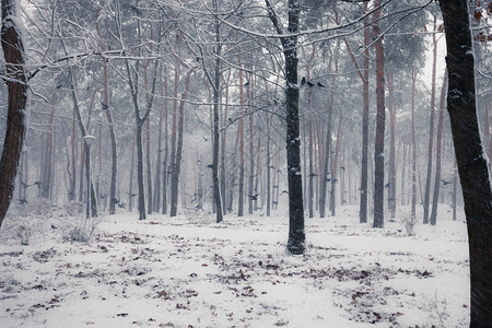 乌鸦坐在冬季森林的雪树上图片