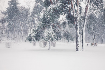 清晨冬季雪公园的班刀图片