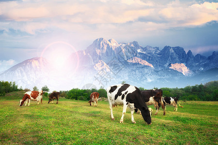 德国上巴伐利亚阿尔卑斯山的古代夏季风景在新鲜绿色山林牧场上放牛群德国上巴伐利亚图片