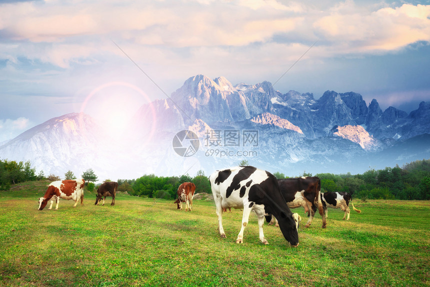 德国上巴伐利亚阿尔卑斯山的古代夏季风景在新鲜绿色山林牧场上放牛群德国上巴伐利亚图片