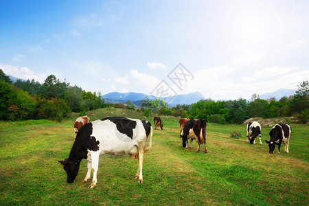 德国上巴伐利亚阿尔卑斯山的古代夏季风景在新鲜绿色山林牧场上放牛群德国上巴伐利亚图片