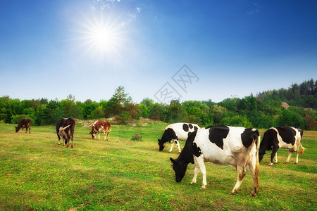 德国上巴伐利亚阿尔卑斯山的古代夏季风景在新鲜绿色山林牧场上放牛群德国上巴伐利亚图片