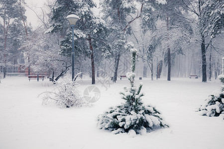 冬季寒雪城市公园小巷中满是积雪的树木图片