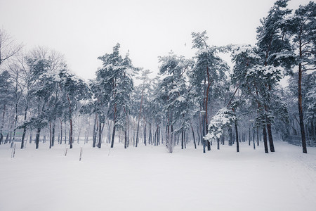 冬季寒雪城市公园小巷中满是积雪的树木图片