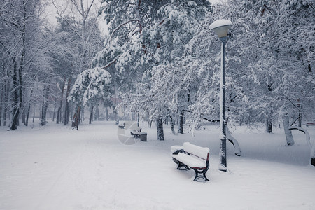 清晨冬季雪公园的班刀图片