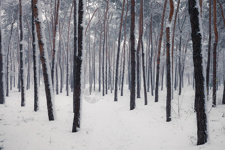 冬季森林中的雪树冬季自然景观图片