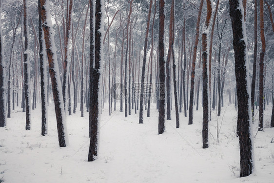 冬季森林中的雪树冬季自然景观图片