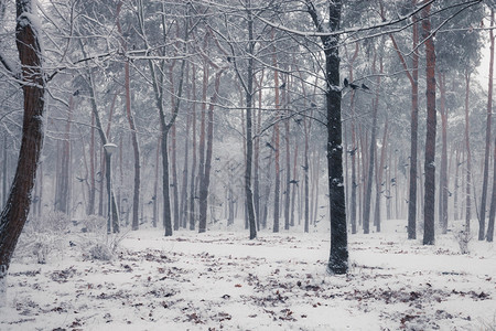 乌鸦坐在冬季森林的雪树上图片