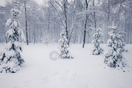 雪森林冬季寒雪城市公园小巷中满是积雪的树木背景