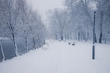 冬季寒雪城市公园小巷中满是积雪的树木图片