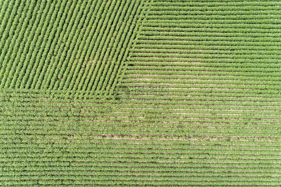内布拉斯加绿色大豆田空中视图图片