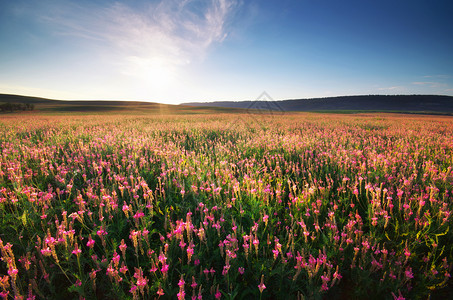 紫罗兰春草原自然的构成图片