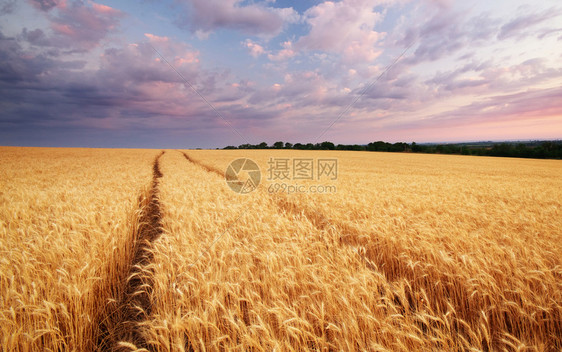 小麦草地自然成分图片