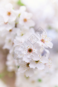 春天白树的花朵大自然成分图片