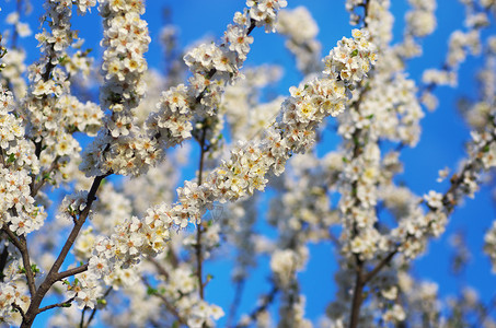 鲜花的春树自然成分图片