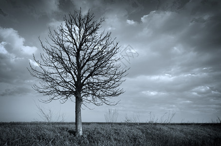 孤独的树自然构成图片