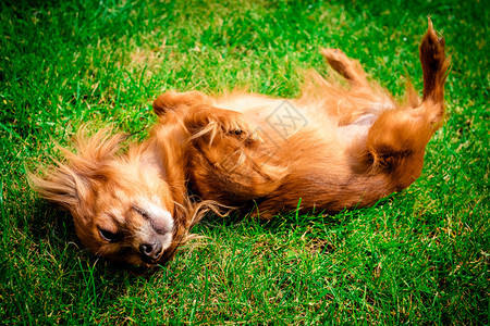 阳光明媚的夏日在草地野外欢乐和活跃的狗俄罗斯玩具享受阳光图片