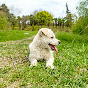 白小狗在阳光明媚的一天户外小狗图片