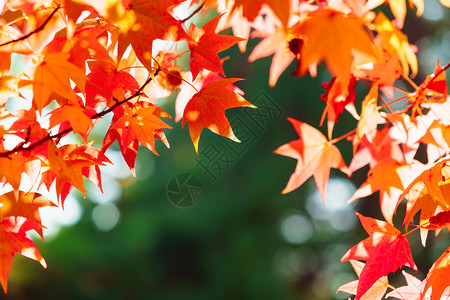 美丽的秋叶季节背景图片