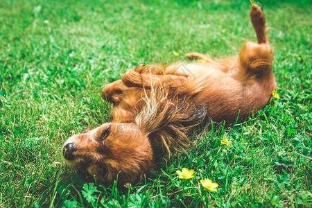 躺在绿草上微笑的狗图片