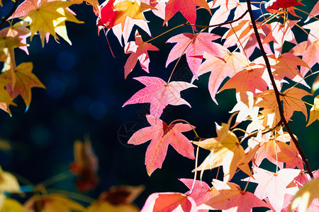 美丽的秋叶季节图片