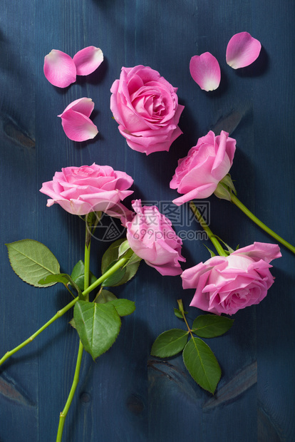 深蓝色背景的粉红玫瑰花图片