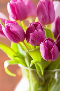 花瓶中美丽的紫色郁金花束图片