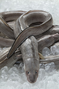 冰上新鲜生的欧洲香肠鱼供出售图片