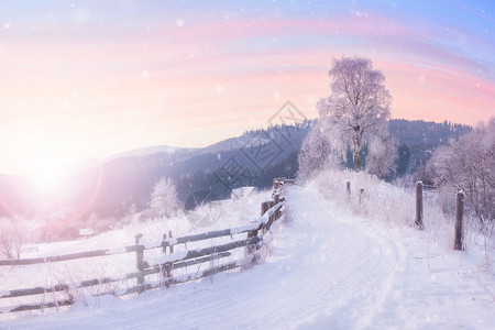 美丽的冬季风景有雪覆盖树木和山丘背景美丽的冬季风景有雪覆盖树木图片