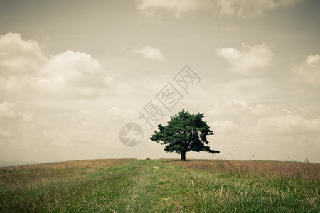 山上田地一棵单树的风景古老格形象图片