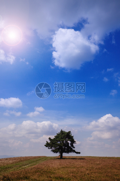 蓝晴天上田野的孤树图片
