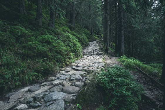 山上绿色夏月森林的落岩登山之路图片