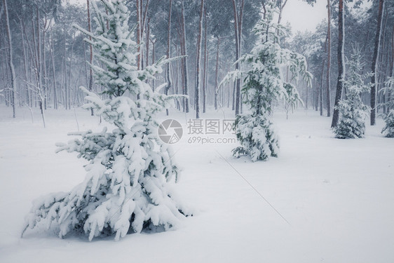 冬季森林中的雪树冬季自然景观图片