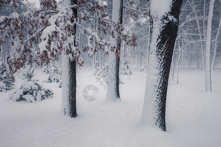 冬季森林中的雪树冬季自然景观图片