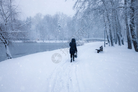 冬季雪城市公园小巷树上布满雪的木冬季公园图片