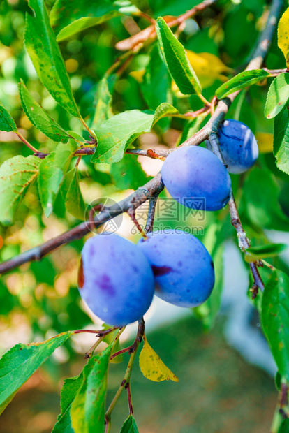 红成熟的梅子在树上