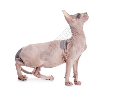 白色背景面前的无毛猫Sphynx图片