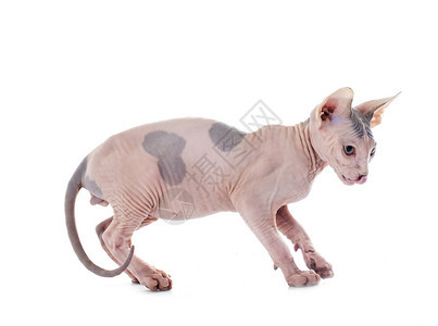 白色背景面前的无毛猫Sphynx图片