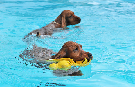 游泳的狗在游泳池里两只小公鸡背景