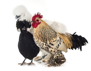 三只小猪仔图片