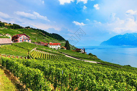 瑞士日内瓦湖附近阿尔卑斯山村葡萄园和小屋夏季风景图片