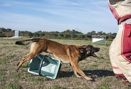 训练警犬与比利时牧羊人马里诺病图片