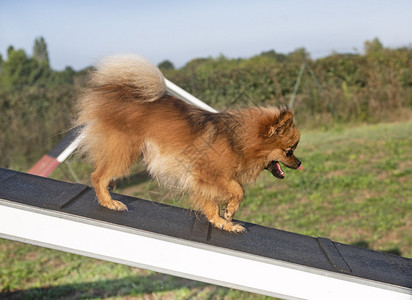 尼亚拉加训练一个小的Pomeranian人以便他能敏捷地完成使命背景